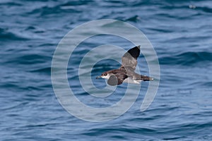 A Manx Shearwater, seabird in flight low over the ocean.