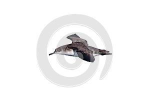 A Manx Shearwater, seabird in flight over the ocean.