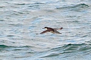 A Manx Shearwater, seabird, Puffinus puffinus.