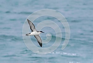 A Manx Shearwater, seabird, Puffinus puffinus flying.