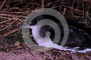 Manx Shearwater on Skokholm Island