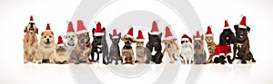 Many adorable pets of different breeds wearing santa hats