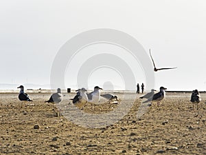 Many african seagulls