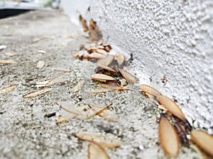 Muchos termitas con alas insectos sobre el piso 