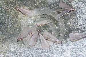 Many Alates termite winged insects.