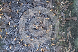 Many Alates termite winged insects.