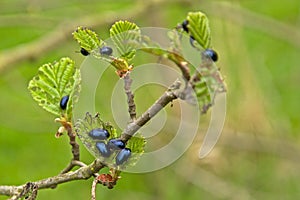 Many alder leaf beetles eating the leafs of an alder tree - Agelastica alni