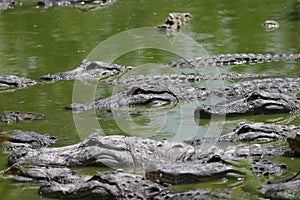 Many Alligators