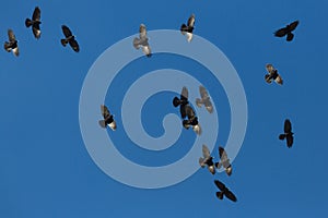 Many alpine choughs pyrrhocorax graculus flying in blue sky