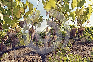 Many amber cluster on a vine in vineyard. Harvesting and wine making.