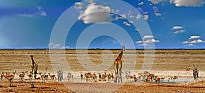 Many animals around a waterhole in Etosha with giraffe, Oryx and springbok