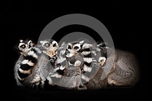 Many  animals , ring-tailed lemur sleep in a group, eyes from a ball of hairy bodies, a symbol of sleep and nightmares glow from