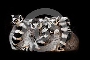 Many  animals , ring-tailed lemur sleep in a group, eyes from a ball of hairy bodies, a symbol of sleep and nightmares glow from