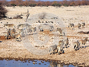 Many animals at a waterhole edge