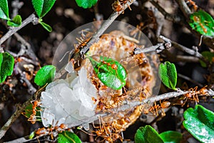 Many Ants Eating Sticky Rice on Tree