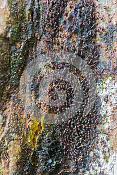 Many ants move and feed on the trails of large trees