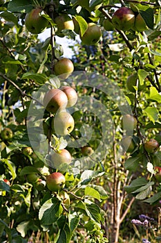 Apples growing on apple trees