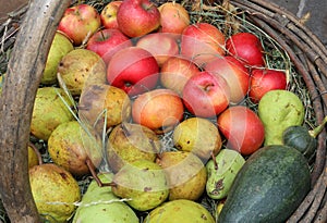 Many apples and pears in the old basket in autumn