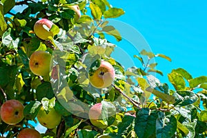 Many apples ripen on a branch of an apple tree against the backdrop of a bright blue summer sky