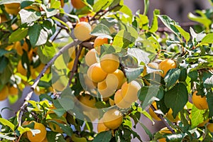 Many apricot fruits on a tree in the garden on a bright summer day. Organic fruits. Healthy food. Ripe apricots