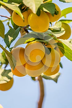 Many apricot fruits on a tree in the garden on a bright summer day. Organic fruits. Healthy food. Ripe apricots