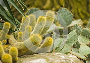 Many arms of green furry cactus