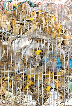 Many Asian Golden Weaver Were Imprison In Cage. photo