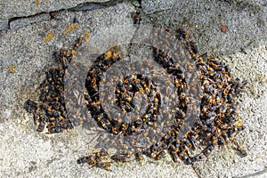 many asian hornets killed in Galicia, Spain