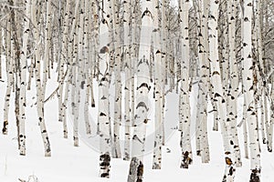 Many Aspen trees with white bark and snow in the winter nature forest