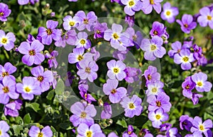 Many Aubretia on a meadow as background