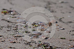 Many Aurelia aurita common jellyfish, moon jellyfish, moon jelly, saucer jelly lying on the beach