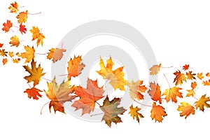 Many autumn leaves moving by gust wind on white background