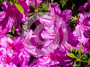 Many azalea flowers on a bush. Spring in the subtropics. Early flowering. background of flowers. Pink petals