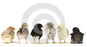 Many Baby Chick Chickens Lined Up on White photo
