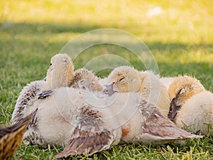 Many baby ducks sleeping on the ground