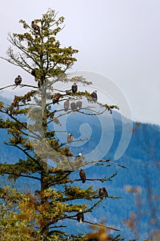 Many Bald Eagles Haliaeetus leucocephalus  sitting on a tree in British Columbia, Canada