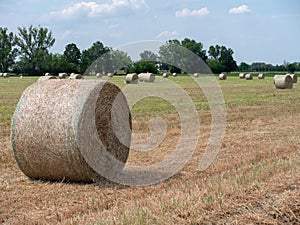 Many Bales of Hay in the Countryside in Spring Time in Italy