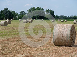 Many Bales of Hay in the Countryside in Spring Time in Italy