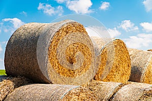 Many bales of hay in the field. Dry straw. Animal feed for the winter. Summer and autumn harvest concept