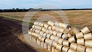 Many bales rolls dry straw after wheat harvest on field. Bales in form of rolls
