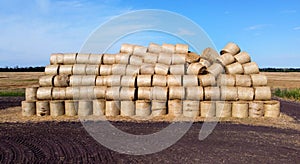 Many bales of rolls of dry straw after wheat harvest on field. Bales form rolls