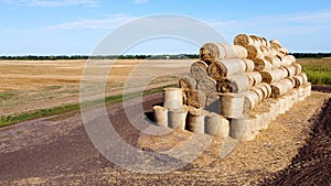 Many bales of rolls of dry straw after wheat harvest on field. Bales form rolls