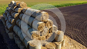 Many bales of rolls of dry straw after wheat harvest on field. Bales form rolls