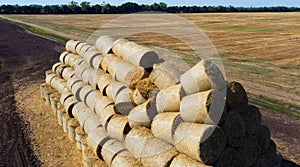 Many bales of rolls of dry straw after wheat harvest on field. Bales form rolls