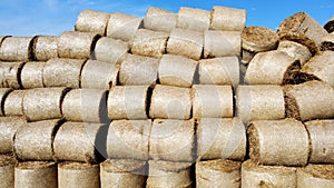 Many bales of rolls of dry straw after wheat harvest on field. Bales form rolls
