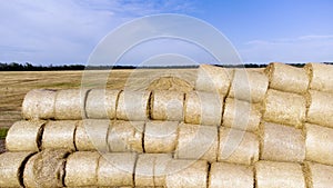 Many bales rolls straw harvest collected together field sunny autumn summer day.