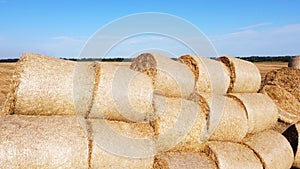 Many bales rolls straw harvest collected together field sunny autumn summer day.