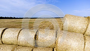 Many bales rolls straw harvest collected together field sunny autumn summer day.