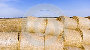 Many bales rolls straw harvest collected together field sunny autumn summer day.