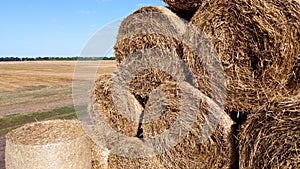 Many bales straw field. Many bales rolls wheat straw stacked together in field